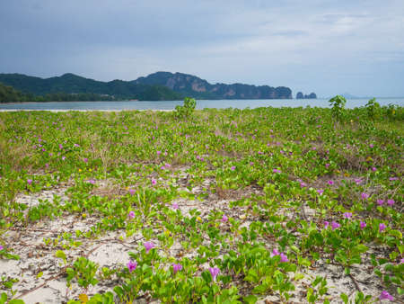 Ipomoea pes-caprae or beach morning glory at the beachの写真素材