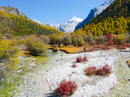 Colorful autumn foliage on the mountains and little stream on a sunny day in Yading Nature Reserve, Sichuan, Chinaの写真素材