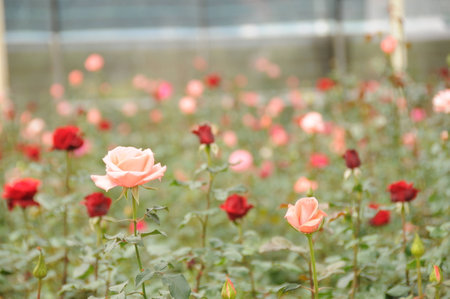 Rose farmの写真素材