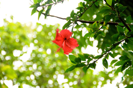 Red flowerの写真素材