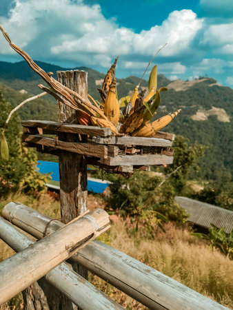 banana on the wooden fence in the mountains,Thailand.の写真素材