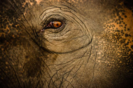 elephant eye  asia north fo Thailand she cry for backgroundの写真素材