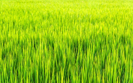 A green paddy field in the North of Thailandの写真素材