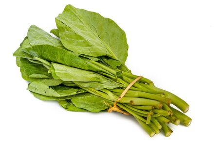 Chinese kale vegetable  isolated on white backgroundの写真素材