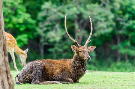 Chital deer , Spotted deer , Axis deer on raining dayの写真素材
