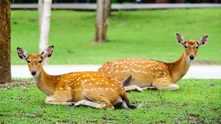 Chital deer , Spotted deer , Axis deer on raining dayの写真素材