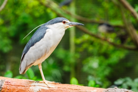 Black-crowned Night Heron  Nycticorax nycticorax の写真素材