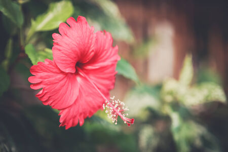 Vintage Hibiscus flower.の写真素材