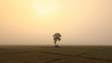 A lonely  tree and onion fields in winter under the sunの写真素材