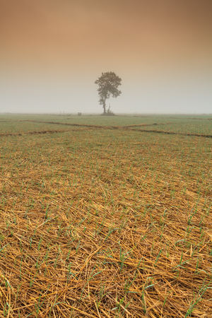 A lonely  tree and onion fields in winter under the sunの写真素材