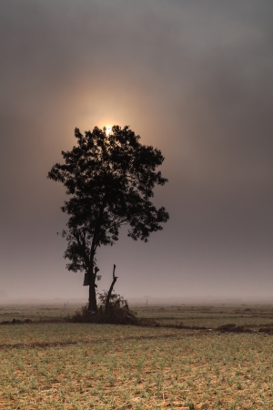 A lonely  tree and onion fields in winter under the sunの写真素材