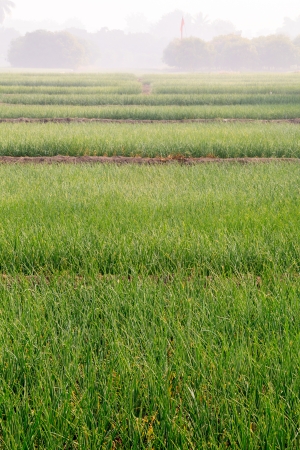 Onion Fields in Winterの写真素材