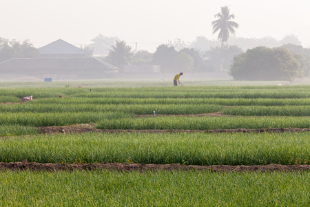 Onion Fields in Winterの写真素材