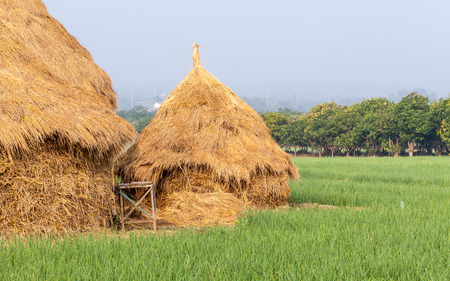 Pile of straw by product from rice field after collecting season.の写真素材
