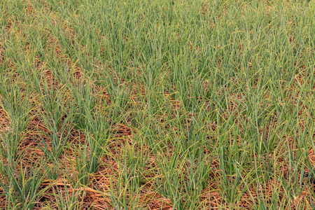 Onion Fieldsの写真素材