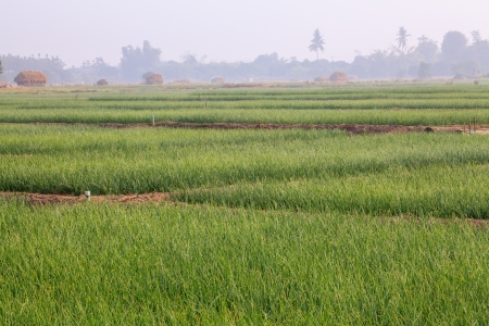 Onion Fields in Winterの写真素材
