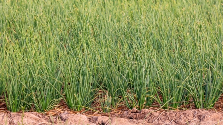 Onion Fields at North of Thailandの写真素材