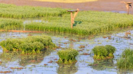 Newly planted paddy seedling in marshlandの写真素材