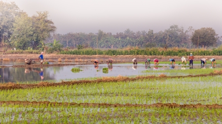 Thai farmer planting on the paddy rice farmland の写真素材
