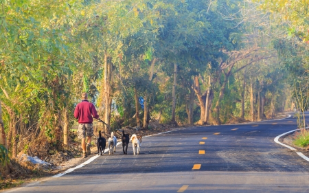 A man and his dogs walking in the morning の写真素材