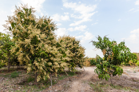 Mango orchards asia Thailand の写真素材