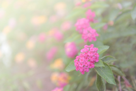 flowers vintage background