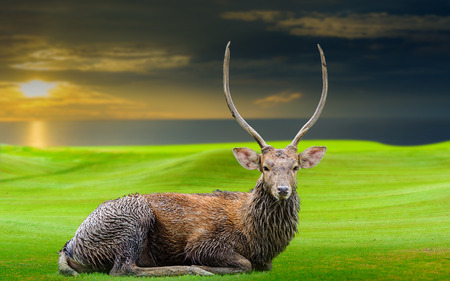 Chital deer , Spotted deer , Axis deer on greenの写真素材