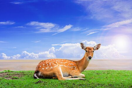 Chital deer , Spotted deer , Axis deerの写真素材