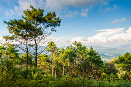 Landscape on Doi Intanon National Park,Chiang mai Thailandの写真素材