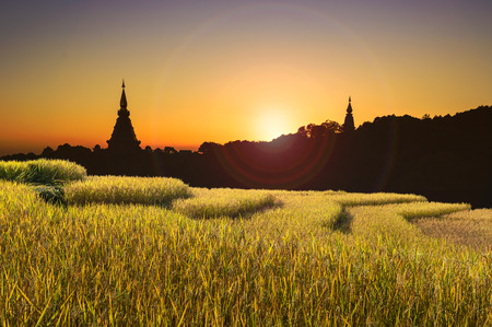 Rice fields in Chiangmai Thailand.の写真素材