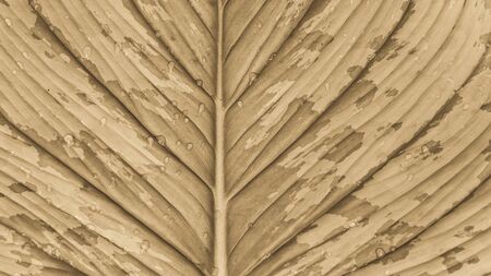 Texture of a green leaf as background