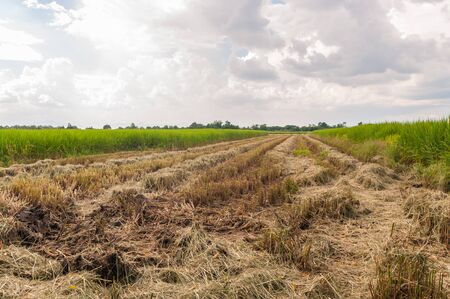 Rice fieldの写真素材