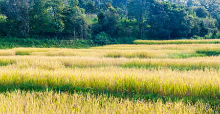 Rice fields in Chiangmai Thailand.の写真素材