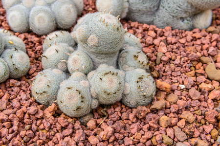 Cactus Plant.の写真素材