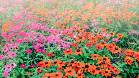 flowers vintage backgroundの写真素材