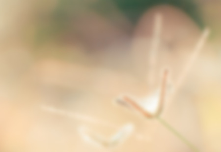 Abstract natural background. Fresh flower grass with drops on natural defocused.の写真素材