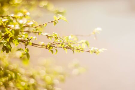 fresh and green leavesの写真素材