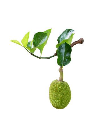 Jackfruit isolated on white background.