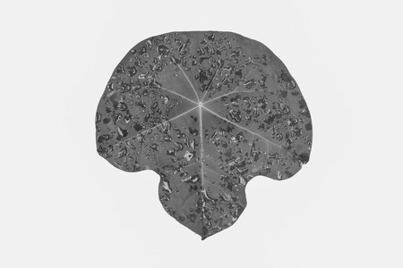 Caladium leaf isolated on white background.Caladium bicolor vent..black and white.