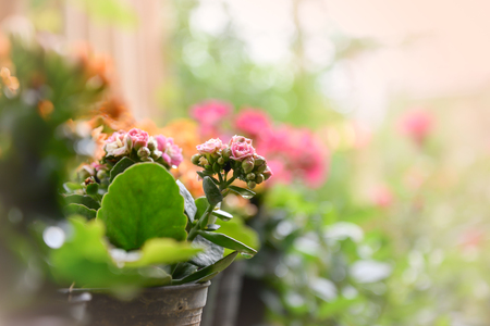 Kalanchoe blossfeldiana (Flaming Katy, Florist Kalanchoe) orange flowers, Crassulaceae. Beautiful bright and Soft focus. Valentines Day background, wedding dayの写真素材