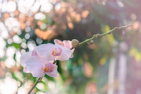 Beautiful Vanda Dendrobium phalaenopsis orchid for background.の写真素材