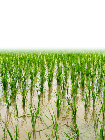 Rice field isolated on white background.の写真素材