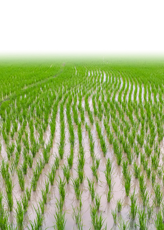Rice field isolated on white background.の写真素材