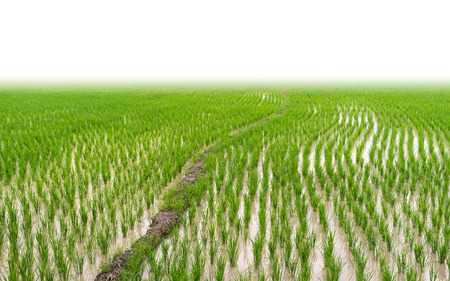 Rice field isolated on white background.の写真素材