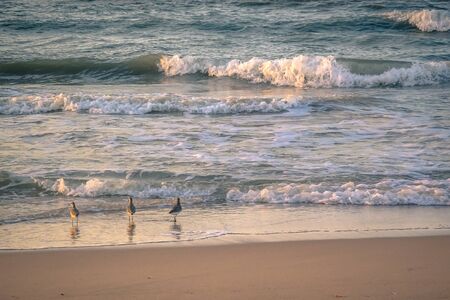 three birds on the beach in Colombiaの写真素材