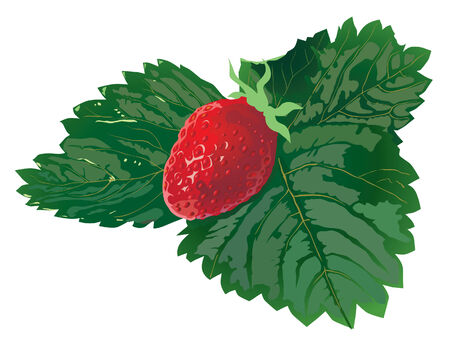 strawberryのイラスト素材