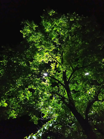 Tree in the dark nightの素材
