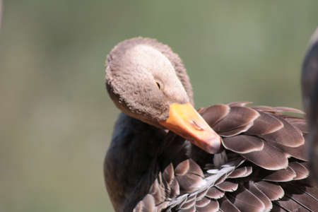 gooseの写真素材