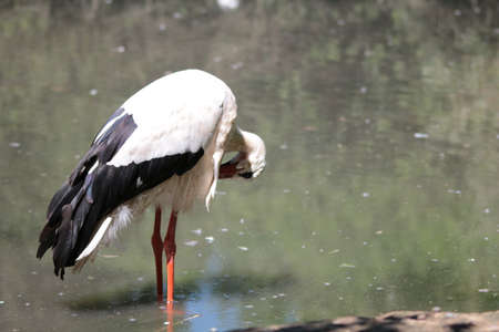 storkの写真素材