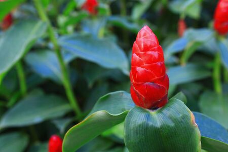 Red flowerの写真素材